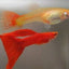 FULL RED GUPPY PAIR