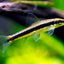 SIAMESE ALGAE EATER 4cm