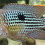 GREEN TERROR 5.5-7cm