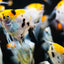 ANGEL FISH MIX