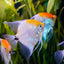 ANGEL FISH MIX