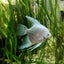 ANGEL FISH MIX