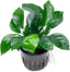 Anubias BIG Pot Plant