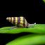 ASSASIN SNAIL