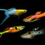 ENDLER GUPPY 2.5cm