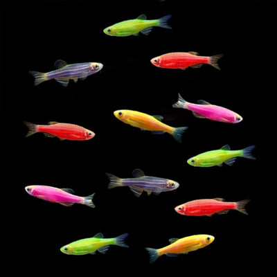 beginner fish