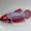 Betta Halfmoon Female
