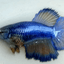 Betta Halfmoon Female