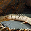 TIGER BICHIR 15-18cm
