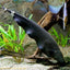 BLACK GHOST KNIFE FISH 5-7cm