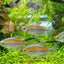 CONGO TETRA FISH
