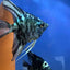 ANGEL FISH MIX