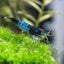 RILI SHRIMPS 1.5cm