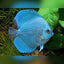 Discus Fish Mix 8cm