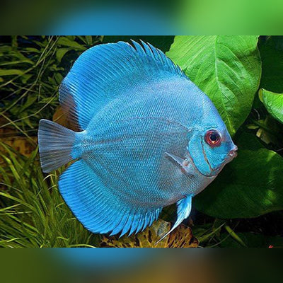 Discus Fish Mix 8cm