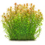 Bacopa Caroliniana Pot Plant