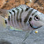 CONVICT CICHLID 5.5cm