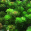 CABOMBA CAROLINIANA POT PLANT