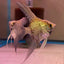 GREENFIN ANGEL FISH 5cm