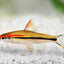 TORPIDO BARB