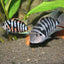 CONVICT CICHLID 5.5cm