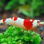 CRYSTAL SHRIMPS 1.5cm