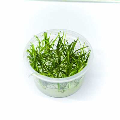 HELANTHIUM TENELLUM GREEN TISSUE CULTURE CUP PLANT