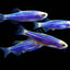 beginner fish