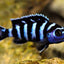 DEMASONI CICHLIDS 5-6cm
