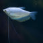 GOURAMI MIX 6cm
