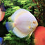 SNOW WHITE DISCUS FISH 10CM