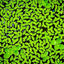 Duckweed Floating Plant