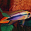 Apistogramma Fish