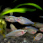 DWARF NEON RAINBOW 3cm