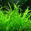 ECHINODORUS TENELLUS POT PLANT