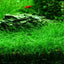 ELEOCHARIS MINI GRASS TISSUE CULTURE CUP PLANT