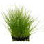 Eleocharis Acicularis Pot Plant