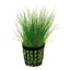 Eleocharis Acicularis Pot Plant