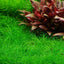Eleocharis Acicularis Pot Plant