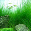 Eleocharis Acicularis Pot Plant