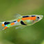 ENDLER GUPPY 2.5cm