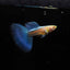 ALBINO BLUE TAIL GUPPY PAIR