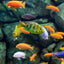 MALAWI MIX 3-4cm