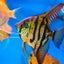 ANGEL FISH MIX