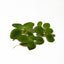 Dwarf Water Lettuce in Cup