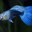 GUPPY FISH MIX MALE 3cm
