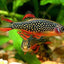 Galaxy Rasbora 1.5cm