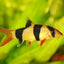 CLOWN LOACH 5.5cm-7cm