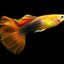 GUPPY FISH MIX MALE 3cm
