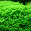 HC CUBA TISSUE CULTURE CUP PLANT